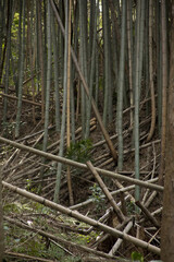 荒れた竹林