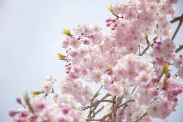 八重桜