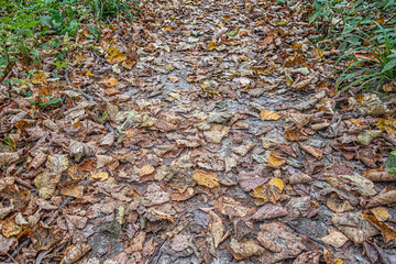 abstract background of autumn leaves on the ground