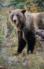 Grizzly bears in the wild