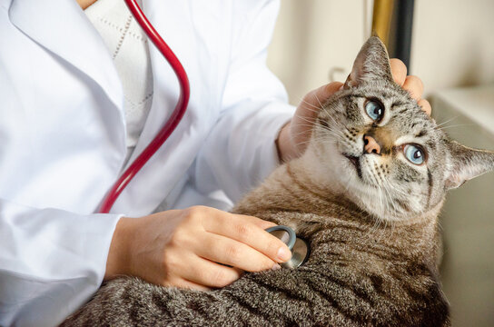 closeup on tabby cat at the vet with a stethoscope