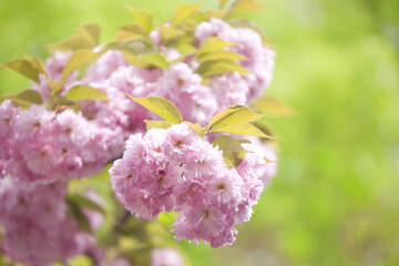 造幣局の桜の通り抜け
