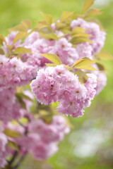 造幣局の桜の通り抜け