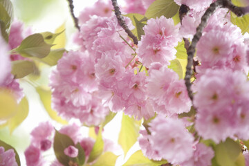 造幣局の桜の通り抜け