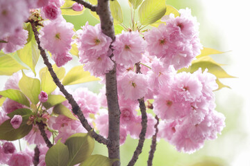 造幣局の桜の通り抜け