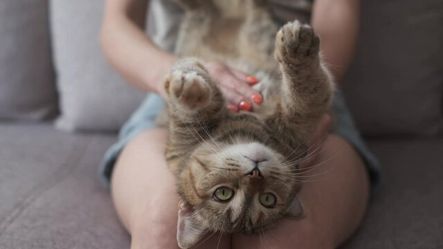 Unrecognizable young woman is stroking cute ginger cat on her knees while resting at home.