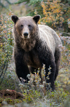 Grizzly bears in the wild © Jillian