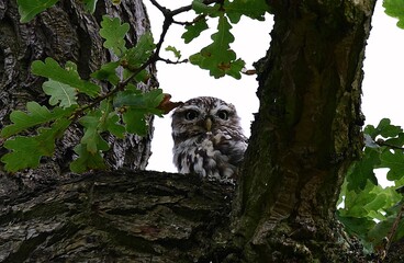 Little Owl