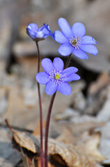 In spring, the Hepatica nobilis blooms in nature.