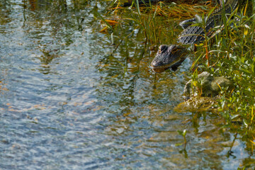 Swimming Alligator at Circle-B-Bar Reserve near Lakeland, Florida