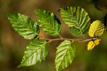 leaves on a branch