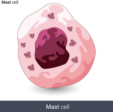 vector of structure of Mast cell of human immune system involved in  the allergic reaction against antigens by undergoing mast cell degranulation