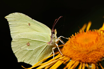 Butterflies on flowers, with beautiful bokeh