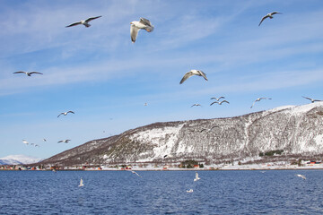 Winter photos from Northern Norway