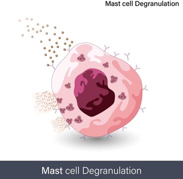 mechanism Of Mast cell degranulation during the allergic reaction 
