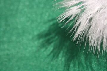 White feather on felt background