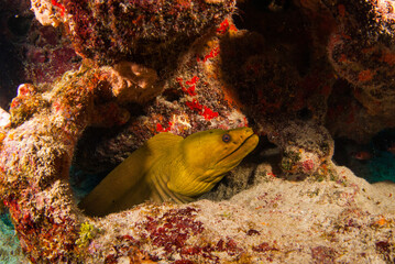 Obraz premium A green moray eel hiding in a hole in the reef