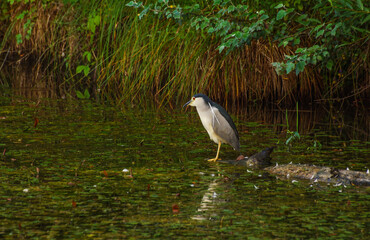 ptaki, ślepowron o świcie rankiem © Robert Borek