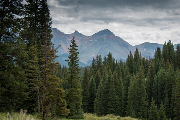 Trees in a wilderness area in Colorado