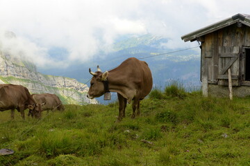 Kühe auf der Alm