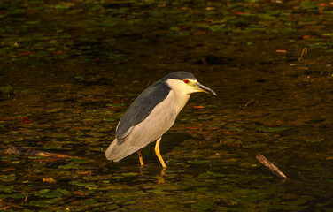 ptaki, ślepowron pozujący