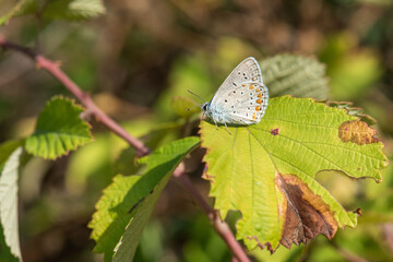 butterfly on leaf
