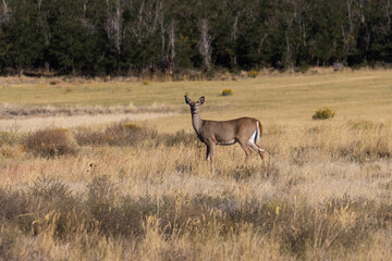 Naklejka na ściany i meble White-tailed deer of the Rocky Mountain Arsenal