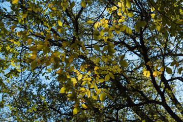 yellow leaves against sky