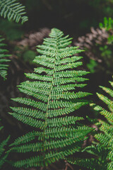 fougère et son ombre