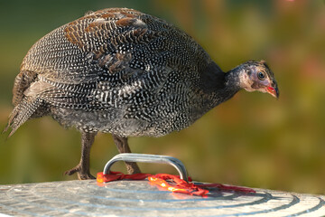 A young French pearl guineafowl parching on the top of a tin trash can with the garden in the...