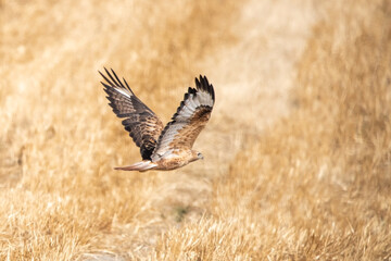 red tailed hawk