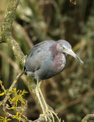 Fototapeta premium A little blue heron. It is a small heron. It breeds in the Gulf states of the US, through Central America and the Caribbean