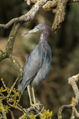 A little blue heron.  It is a small heron. It breeds in the Gulf states of the US, through Central America and the Caribbean