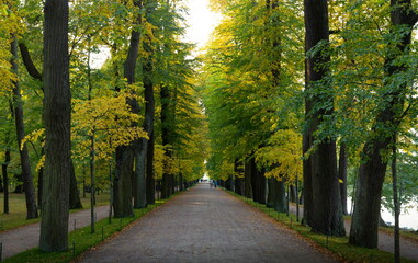 Alley in a forest. Early autumn.