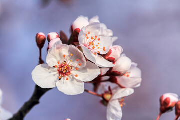 blossom fruit, spring