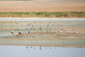 flock of birds