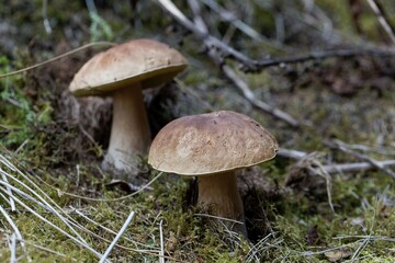 Cep Fungus, Boletus edulis