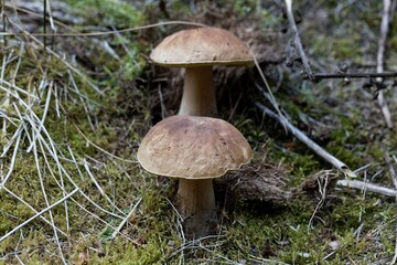 Cep Fungus, Boletus edulis