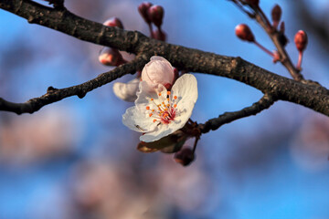 blossom fruit, spring