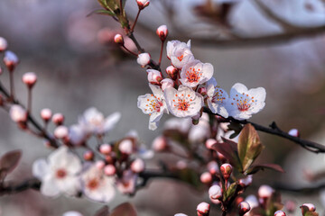 blossom fruit, spring