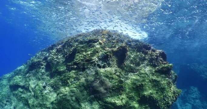  fish school underwater around the rocks sun beam sunrays blue water ocean scenery 
