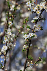 blossom fruit, spring