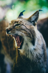 Obraz premium Miez Miez