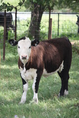 Cute Young Cow