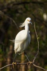 A snowy egret.  It is a beautiful, graceful small egret, very active in its feeding behavior in shallow waters. Known by its contrasting yellow feet.