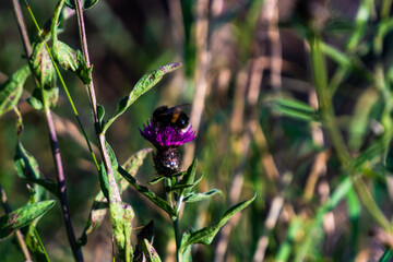 Bee among the grass.