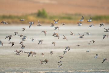 flock of seagulls