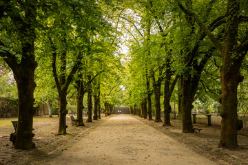 Fototapeta na wymiar Alameda, Jardim Botânico de Coimbra