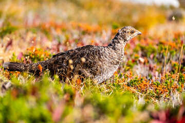 A ptarmigan struts through fall foliage