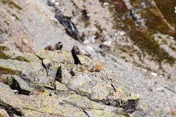 Two marmots sit basking on a rock on a mountain face